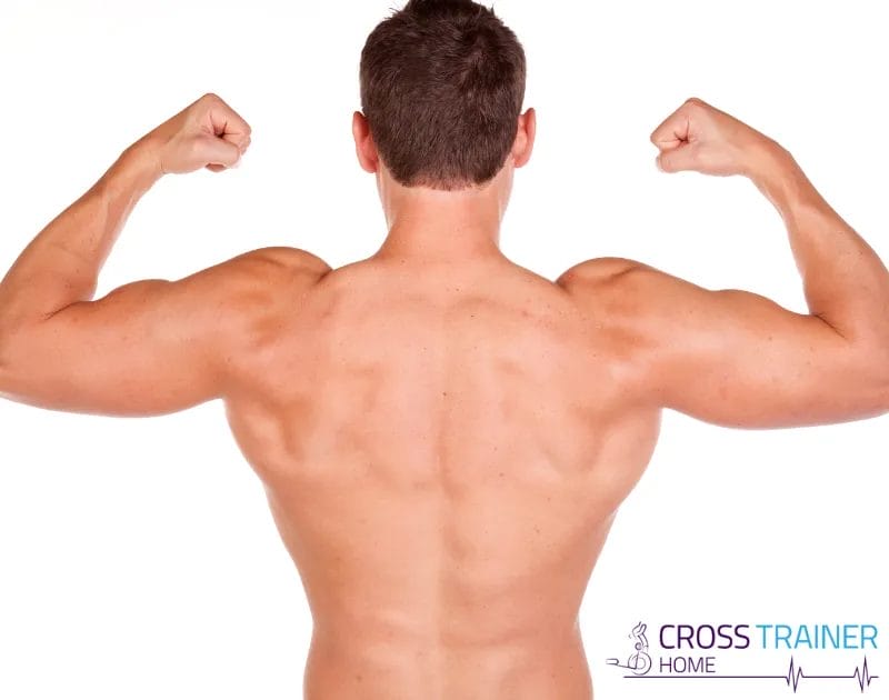 What Other Muscles Does a Cross Trainer Tone - Back Muscles